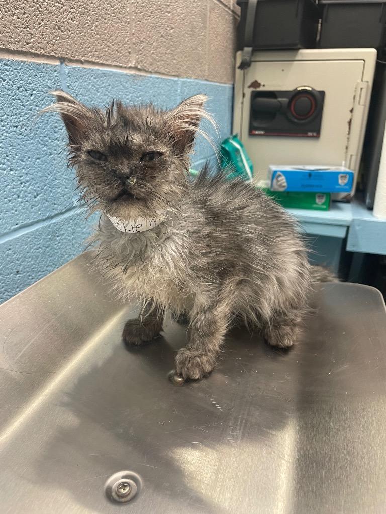 Cookie Monster Aka Lyca