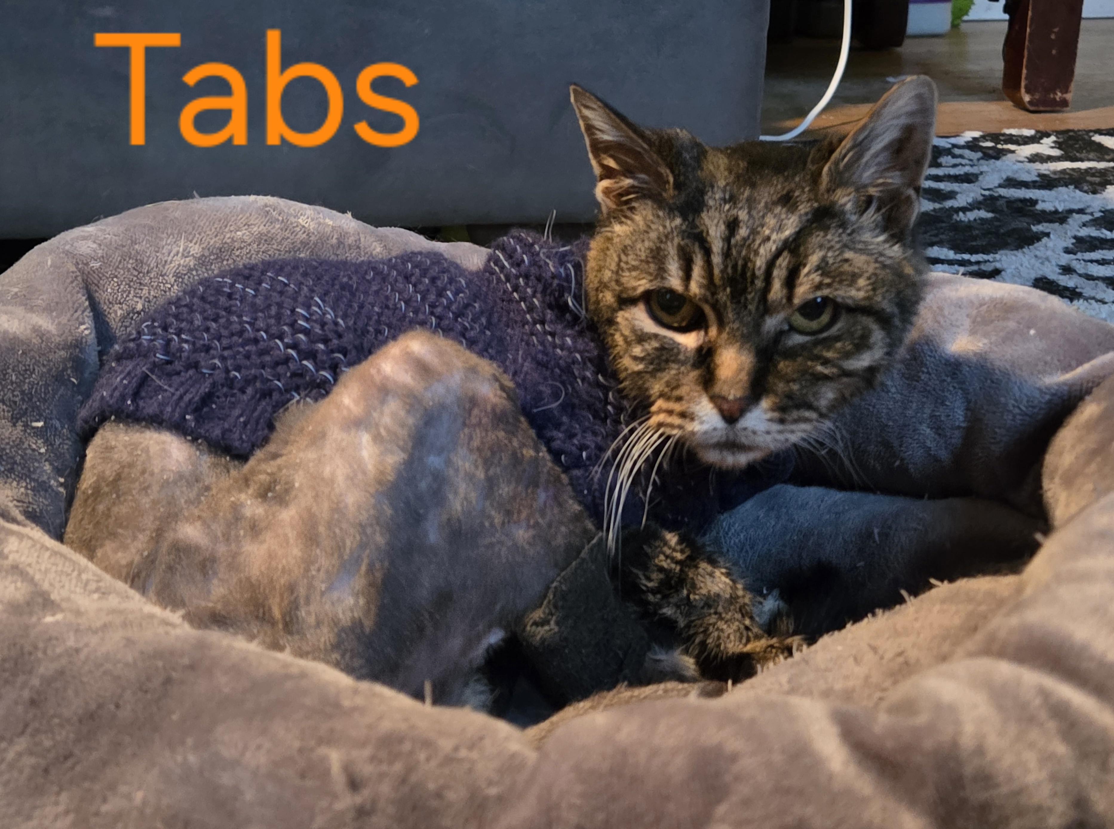 Tabs