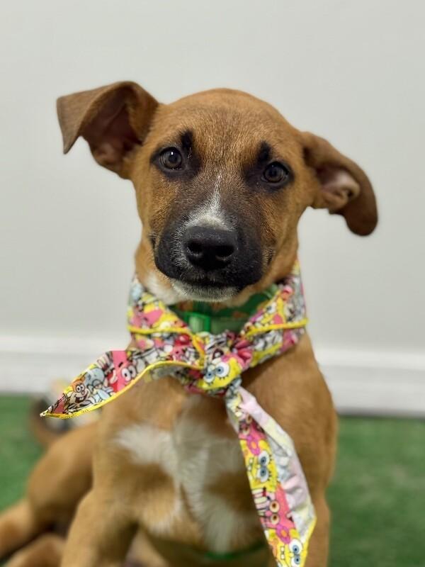 A baby medium-sized male Brown / Chocolate Black Mouth Cur dog named Buttons for adoption in Carlsbad, CA