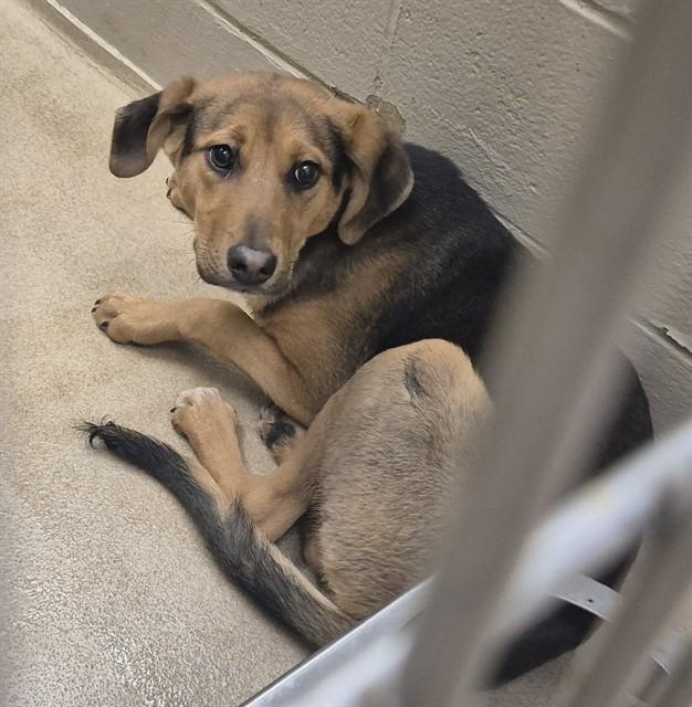 Chocolate Covered Strawberry