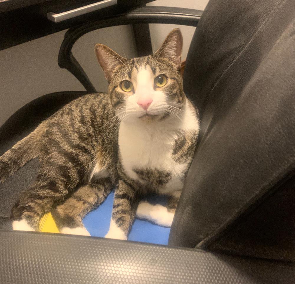 Lee’s Edison photo 1