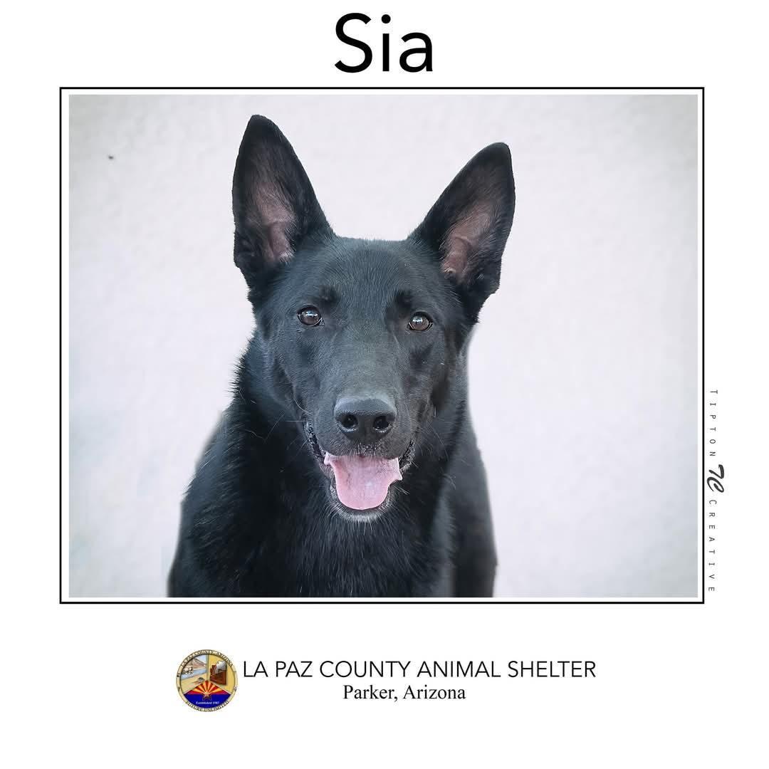 Sia