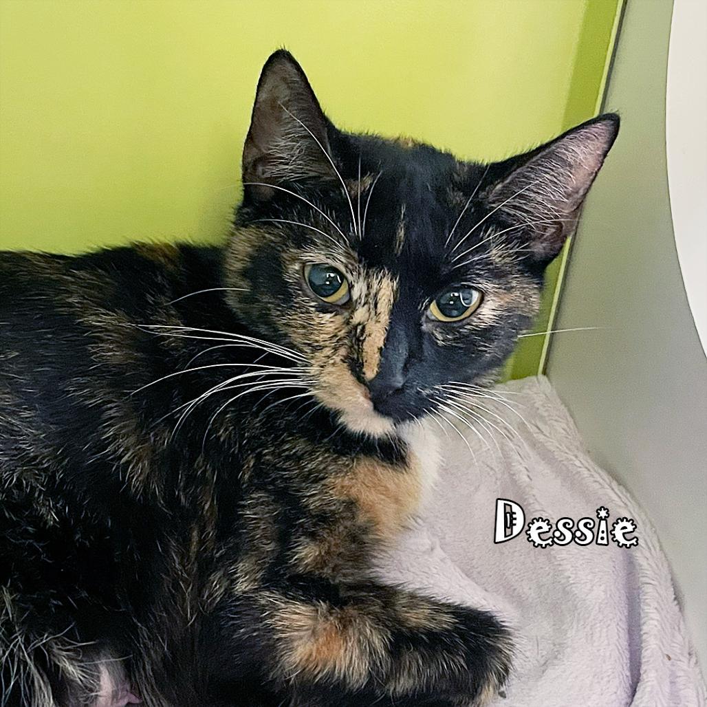 Dessie @pawz Pet Cafe