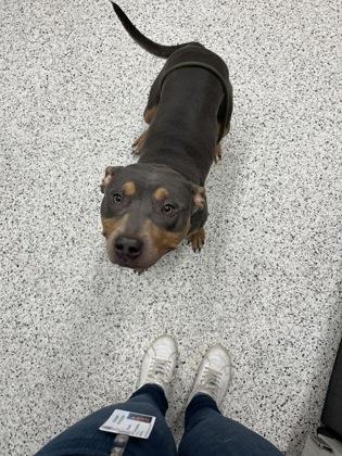 An adult medium-sized female Mixed Breed dog named Smiles for adoption in Atlanta, GA
