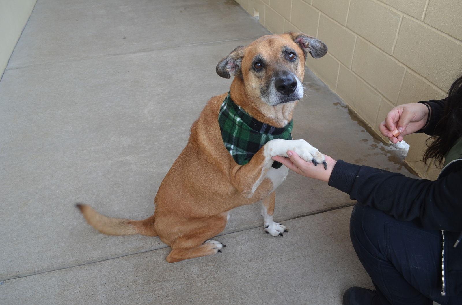 A senior large-sized male Shepherd dog named Winston for adoption in McKinney, TX