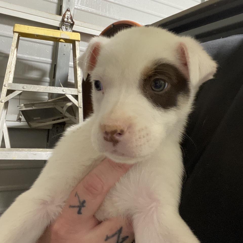 A baby medium-sized male White / Cream Mixed Breed dog named Ny Ember Avail Jan for adoption in Eastford, CT