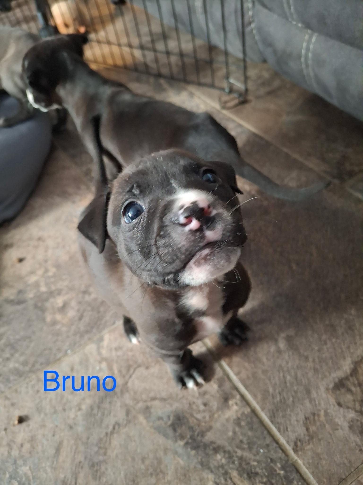 Bruno