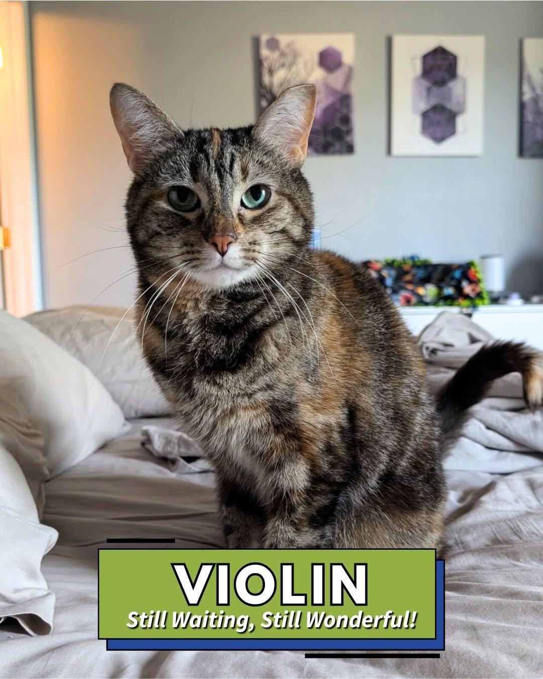 Violin