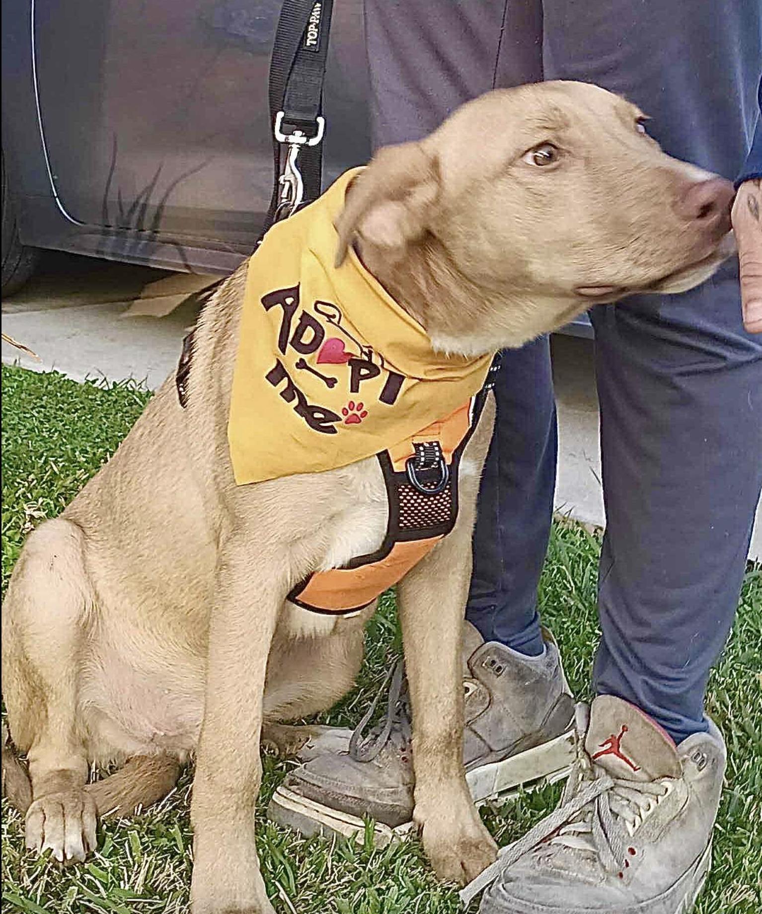 A baby medium-sized male Golden Labrador Retriever dog named Goofy for adoption in Allen, TX