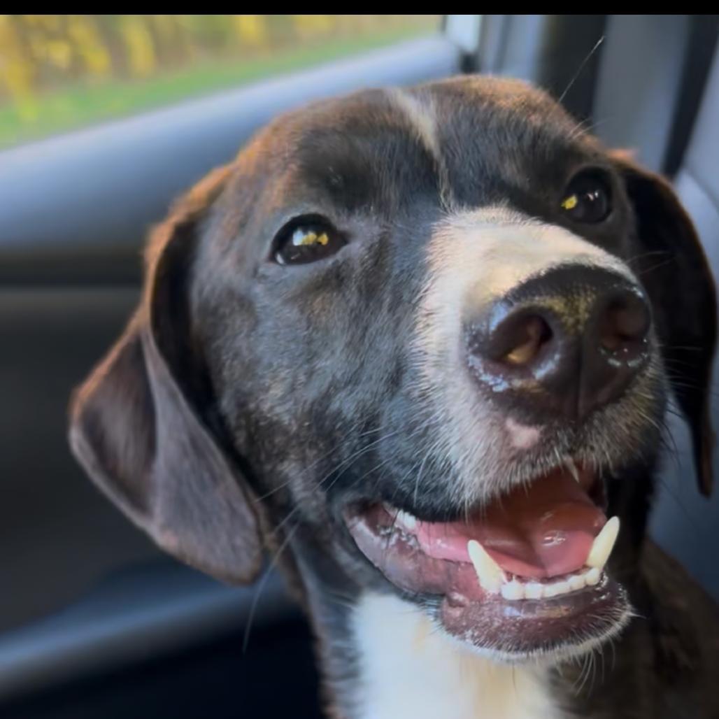 A young medium-sized female Brindle Mixed Breed dog named Penny for adoption in Saratoga Springs, NY
