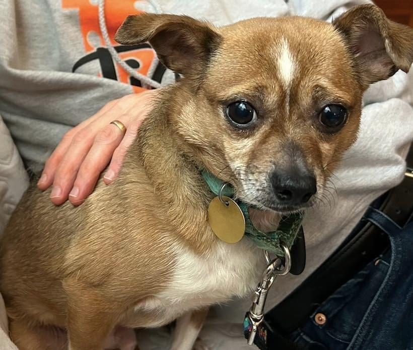 Moe The Feral Catdog