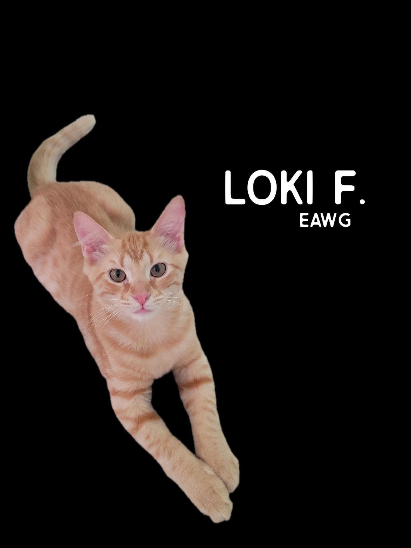 Loki F.