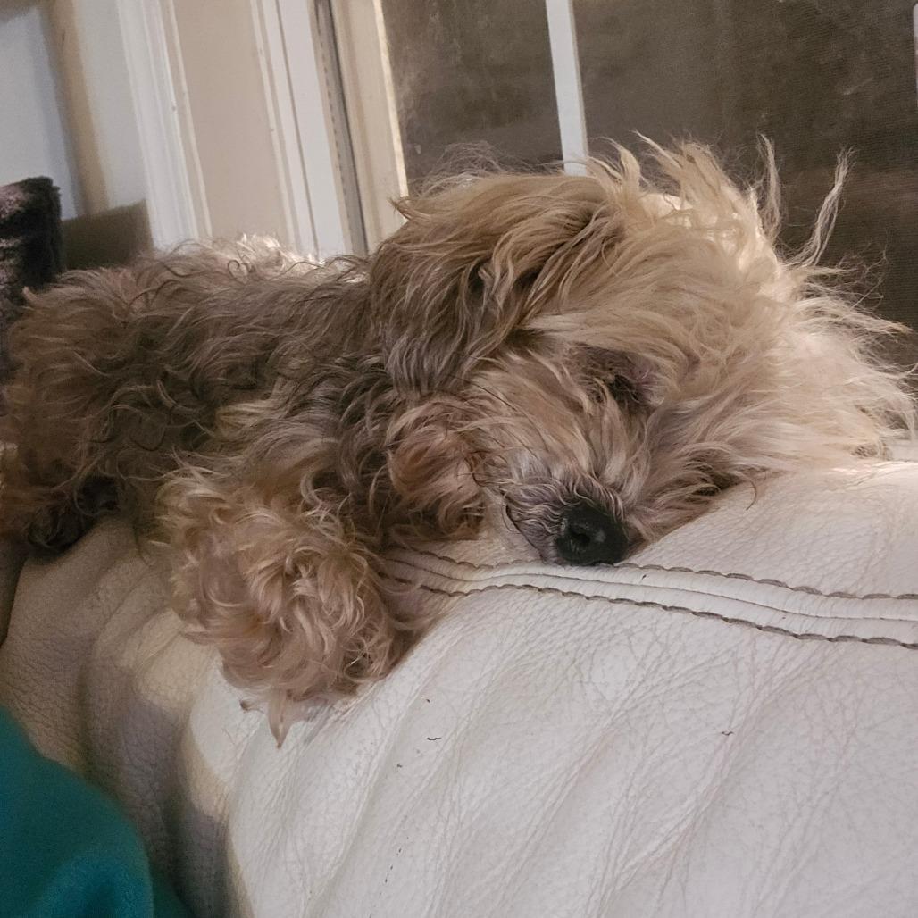 A senior small-sized female Yellow / Tan / Blond / Fawn Yorkshire Terrier dog named Maggie for adoption in Alexandria, VA