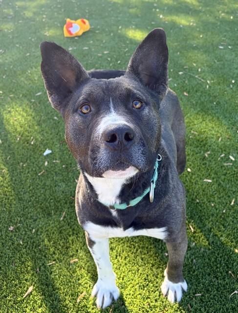 A young large-sized male Pit Bull Terrier dog named Morris for adoption in Statesville, NC