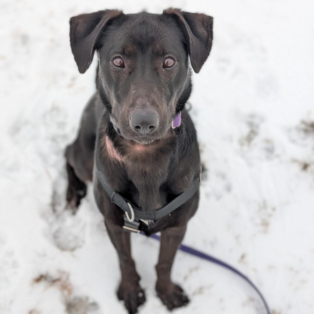 An adult large-sized female Black Labrador Retriever dog named Sadie for adoption in East Smithfield , PA
