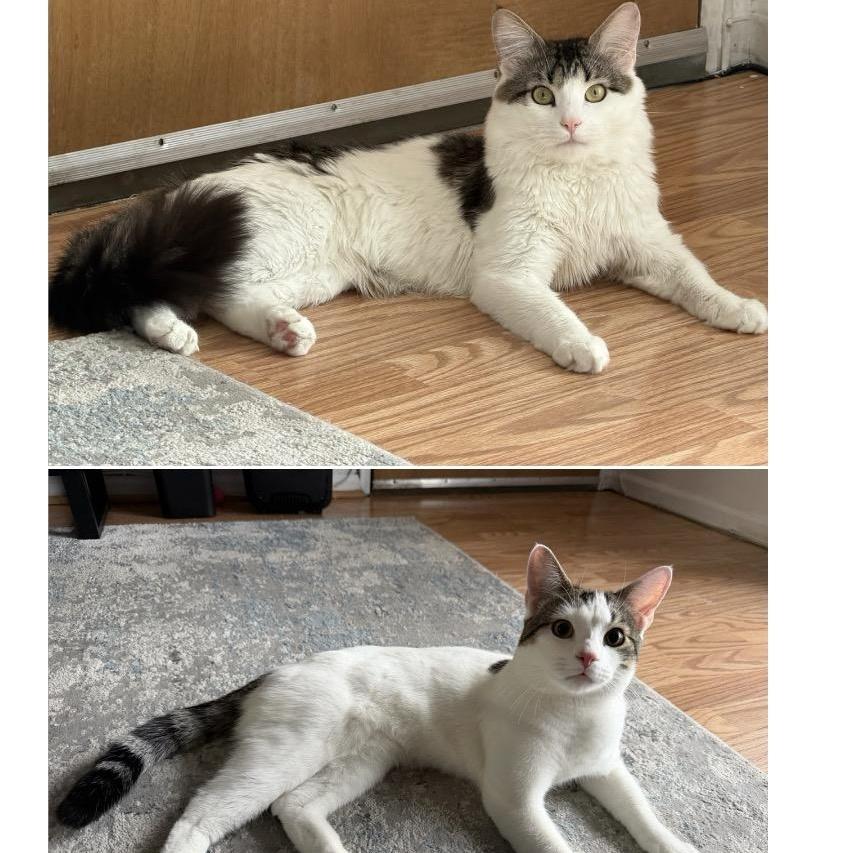 Twinkie & Fluffy Young