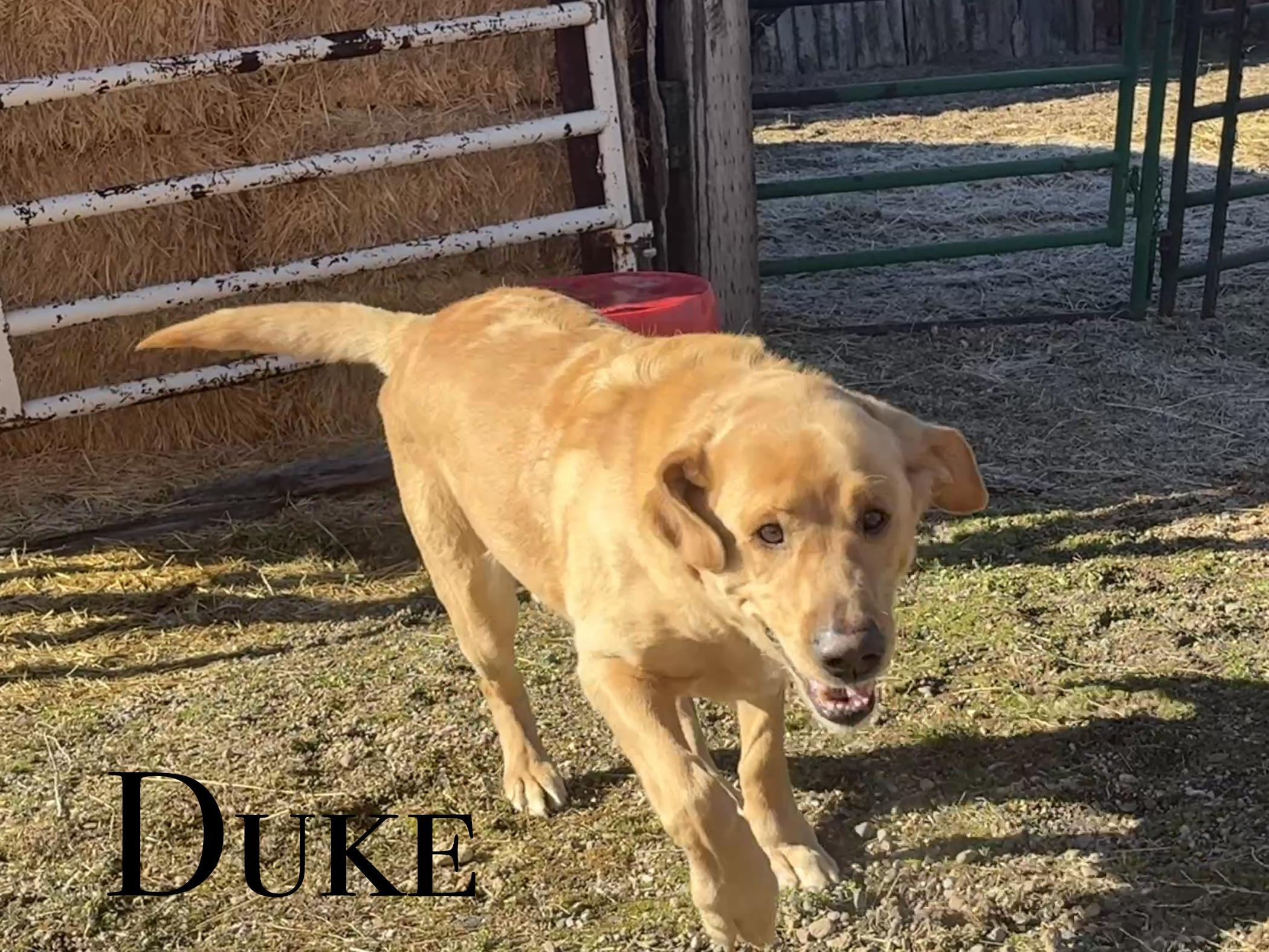 Duke