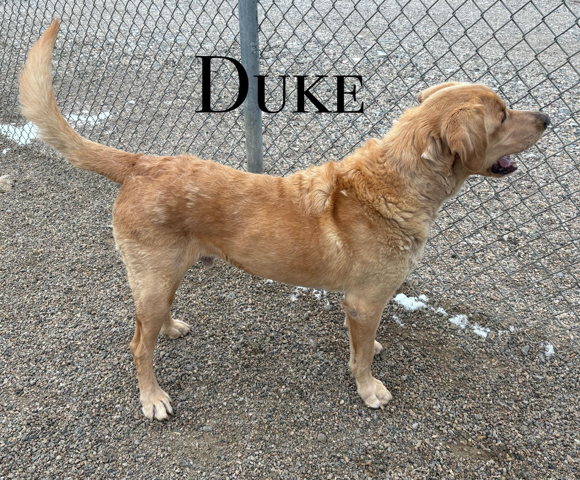 Duke