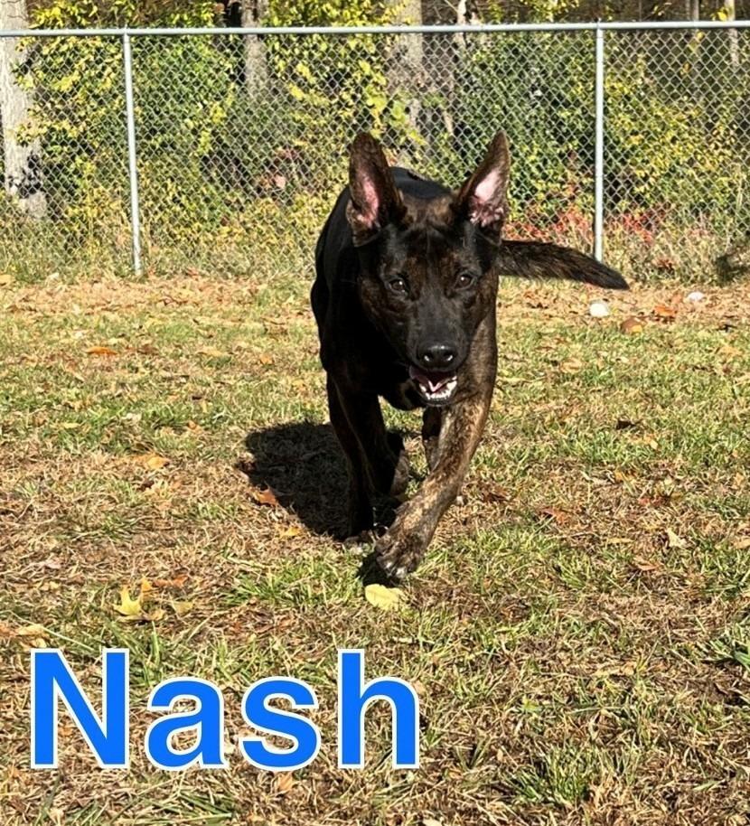 Nash