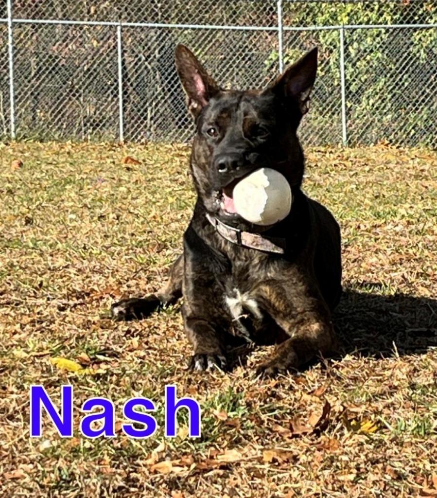 Nash photo 1