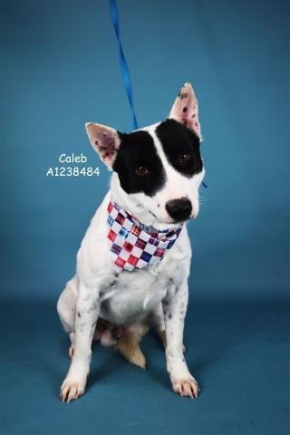 Caleb Urgent! Longtime