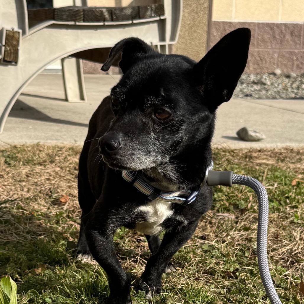 A senior small-sized male Black Chihuahua dog named Pablo for adoption in Vineland, NJ