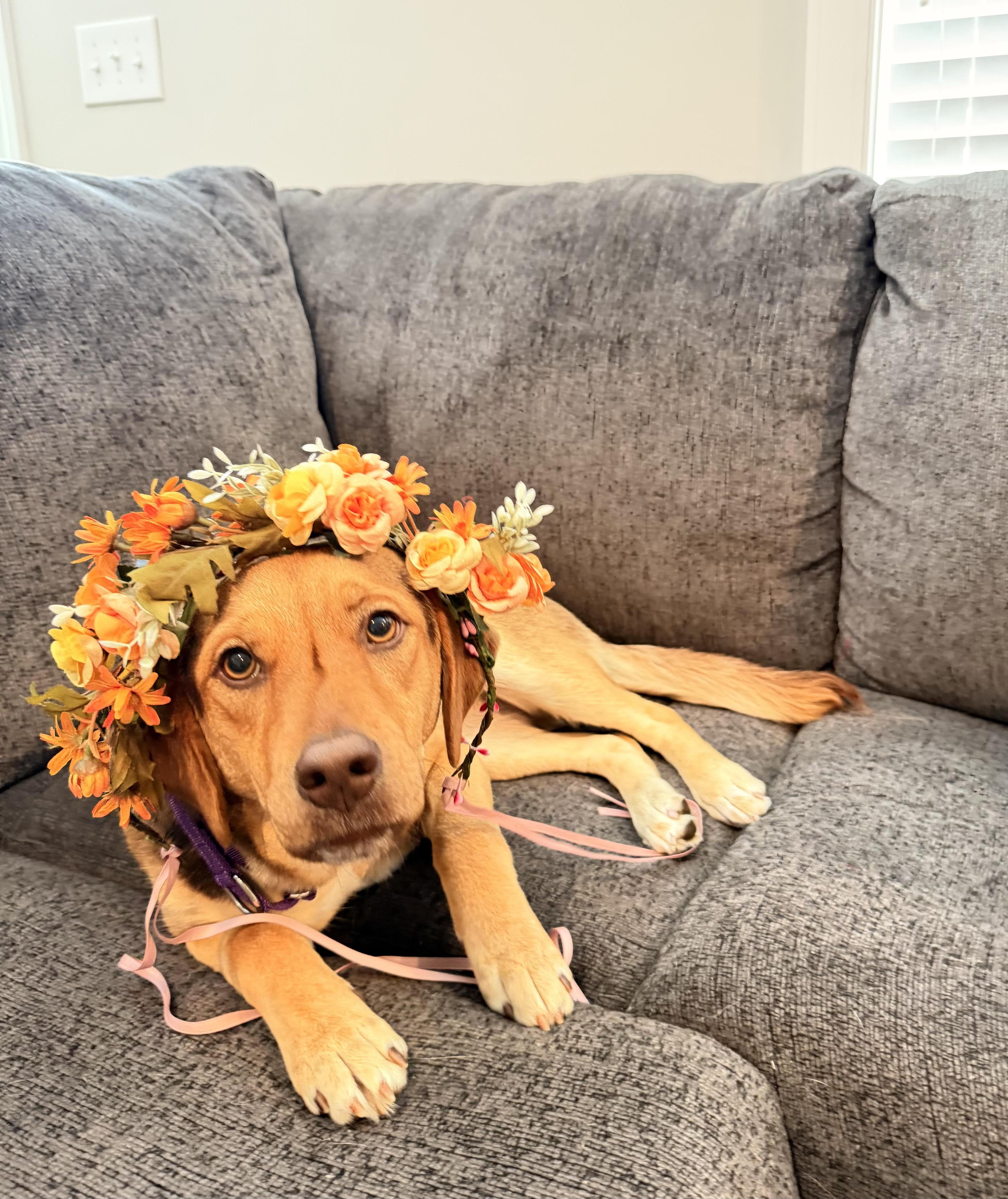 Sweet Princess Maddie Puppy