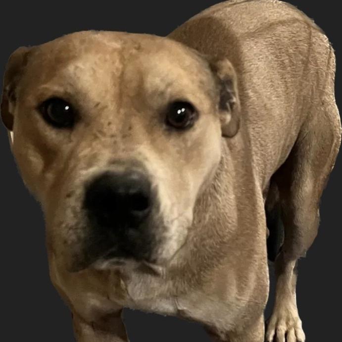 An adult medium-sized male Brown / Chocolate Black Mouth Cur dog named Escobar for adoption in Canyon, TX
