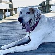 Roland Fee Sponsored