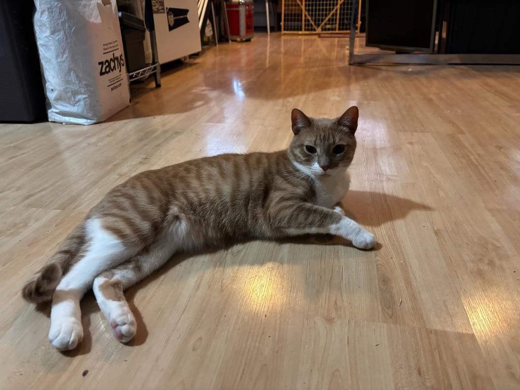 An adult medium-sized male Domestic Short Hair cat named Roger for adoption in New York, NY