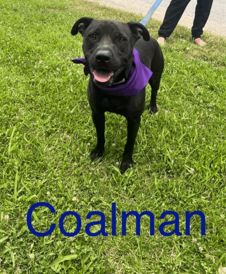 Coalman