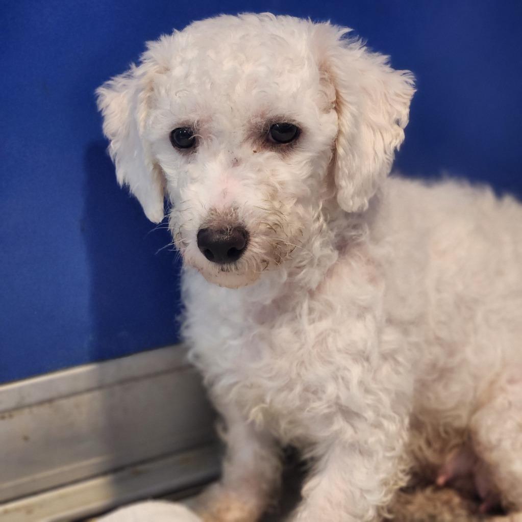 An adult small-sized female Bichon Frise dog named Federica for adoption in Walnutport, PA