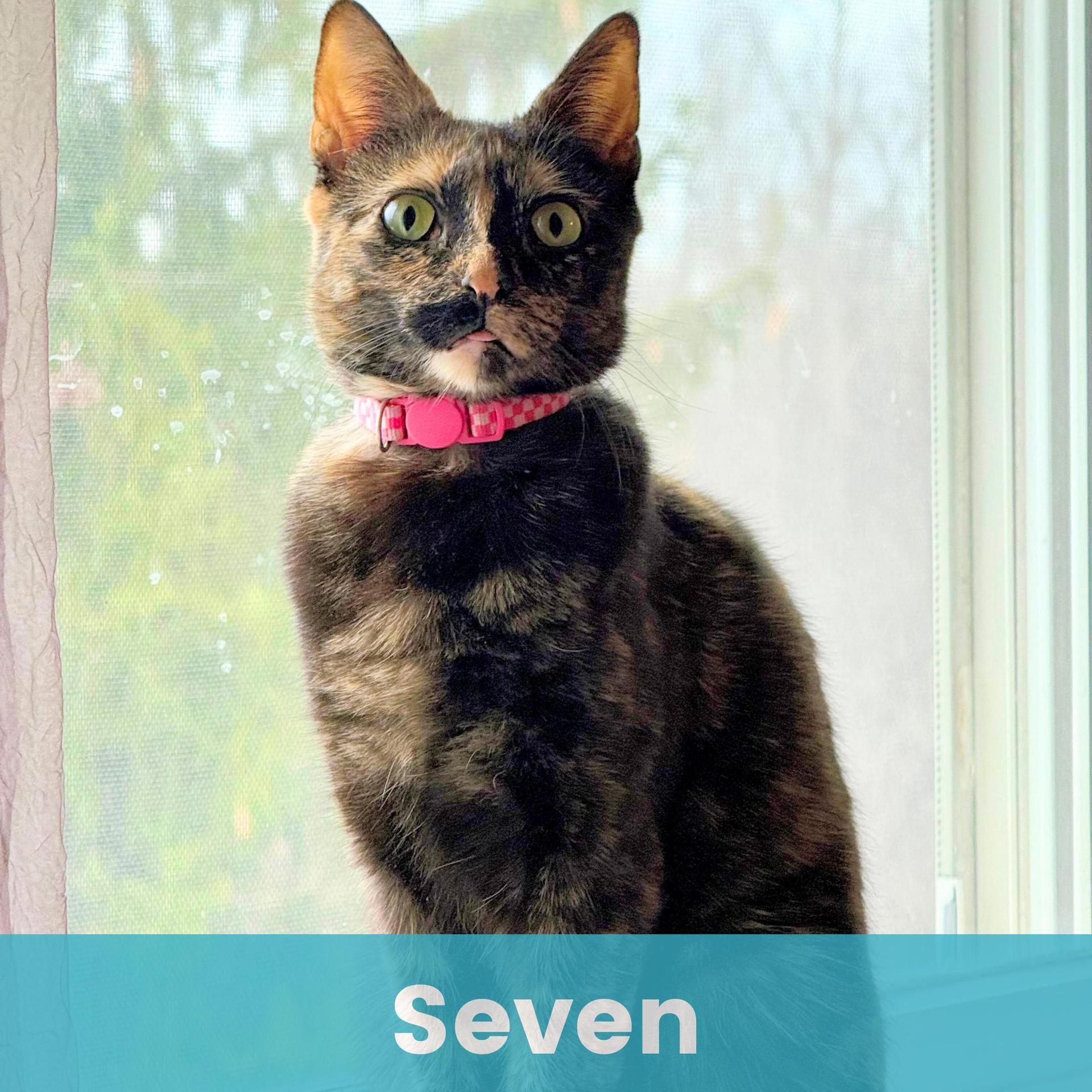 A young medium-sized female Tortoiseshell cat named Seven for adoption in Rochester , NY