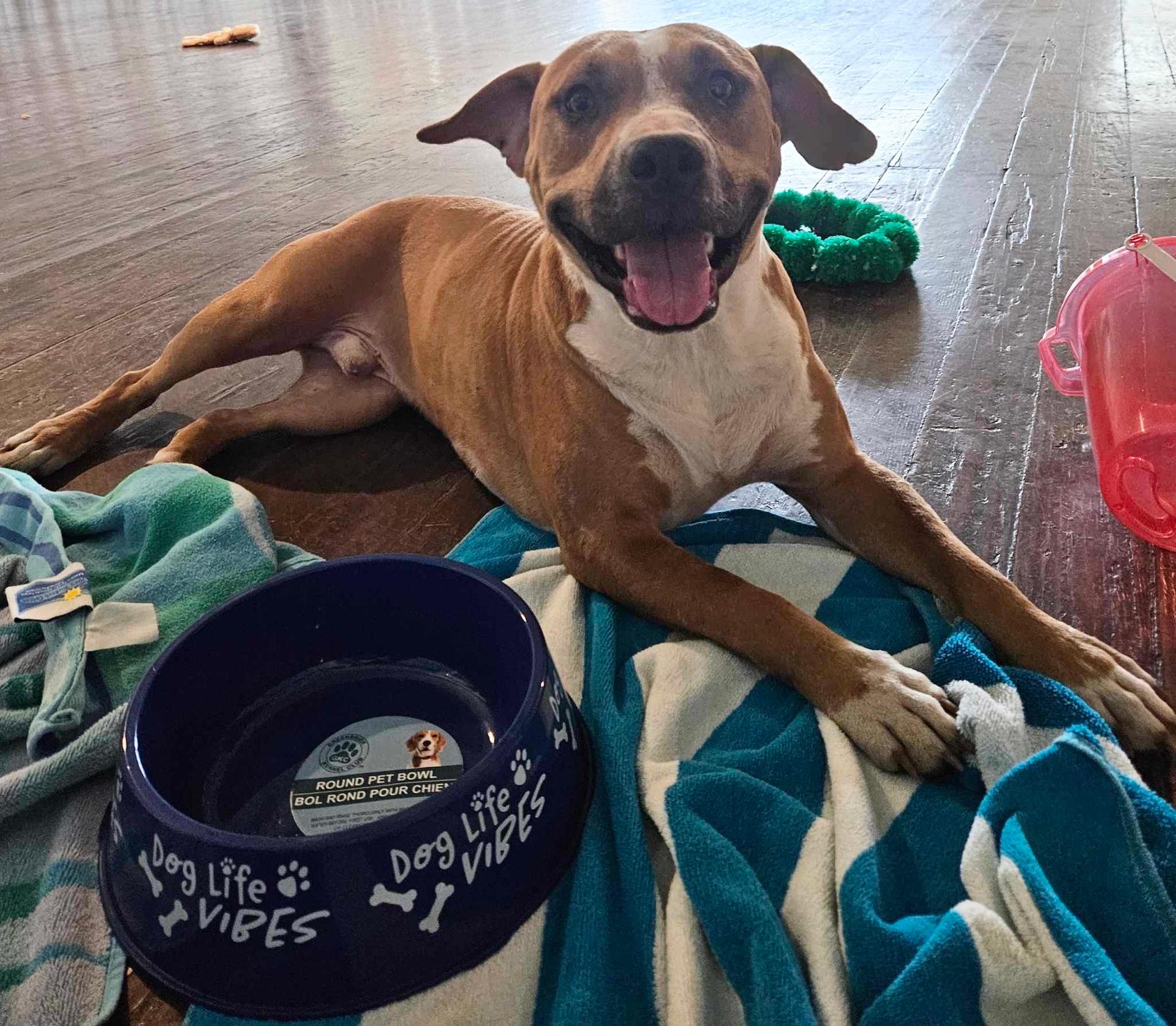 A young medium-sized male American Staffordshire Terrier dog named Dozer for adoption in Harlingen, TX