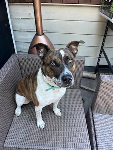 A young medium-sized male Brindle Pit Bull Terrier dog named Rocket for adoption in Pittsburg, CA