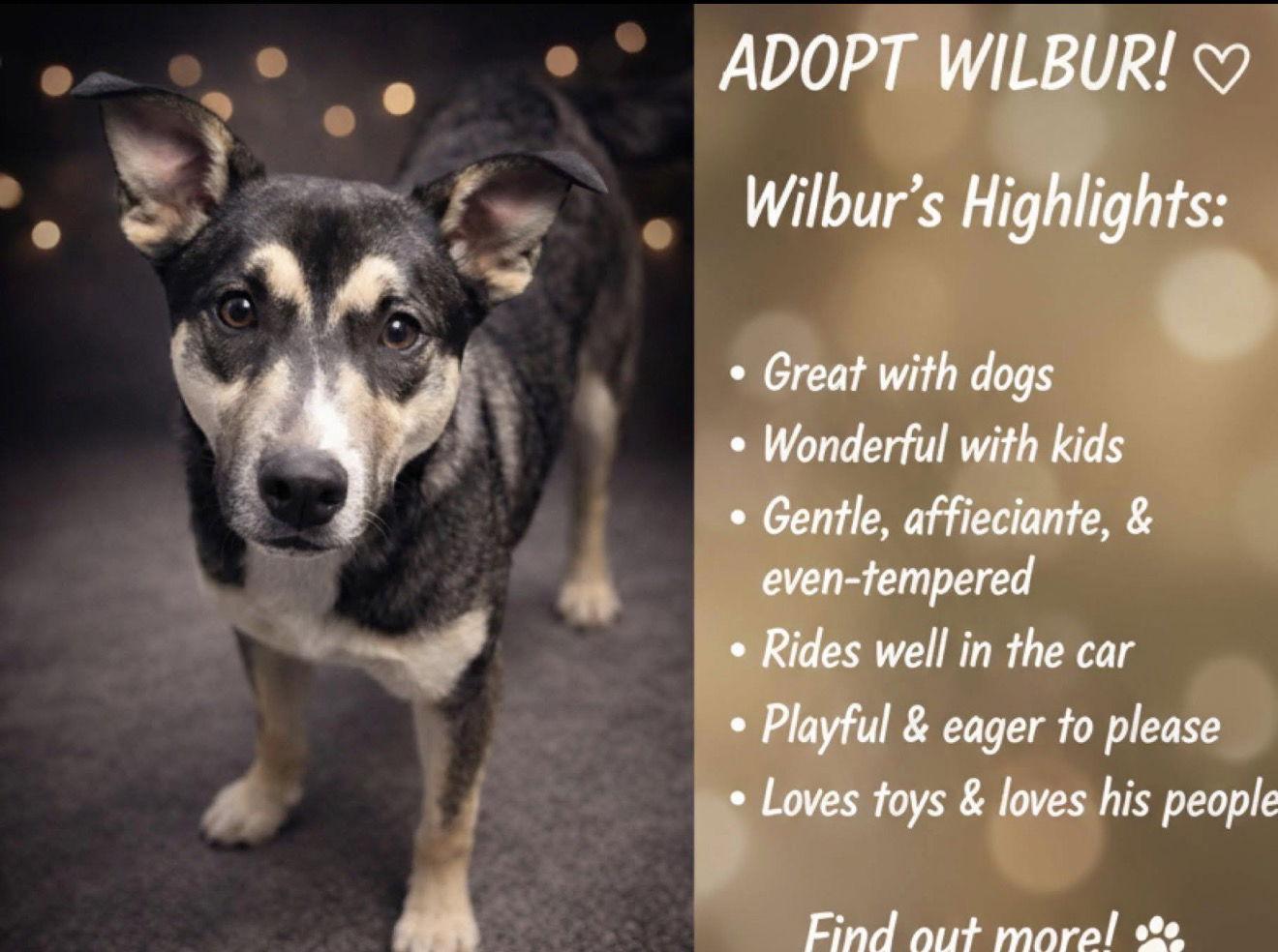 A young medium-sized male American Staffordshire Terrier dog named Wilbur for adoption in Spotsylvania, VA