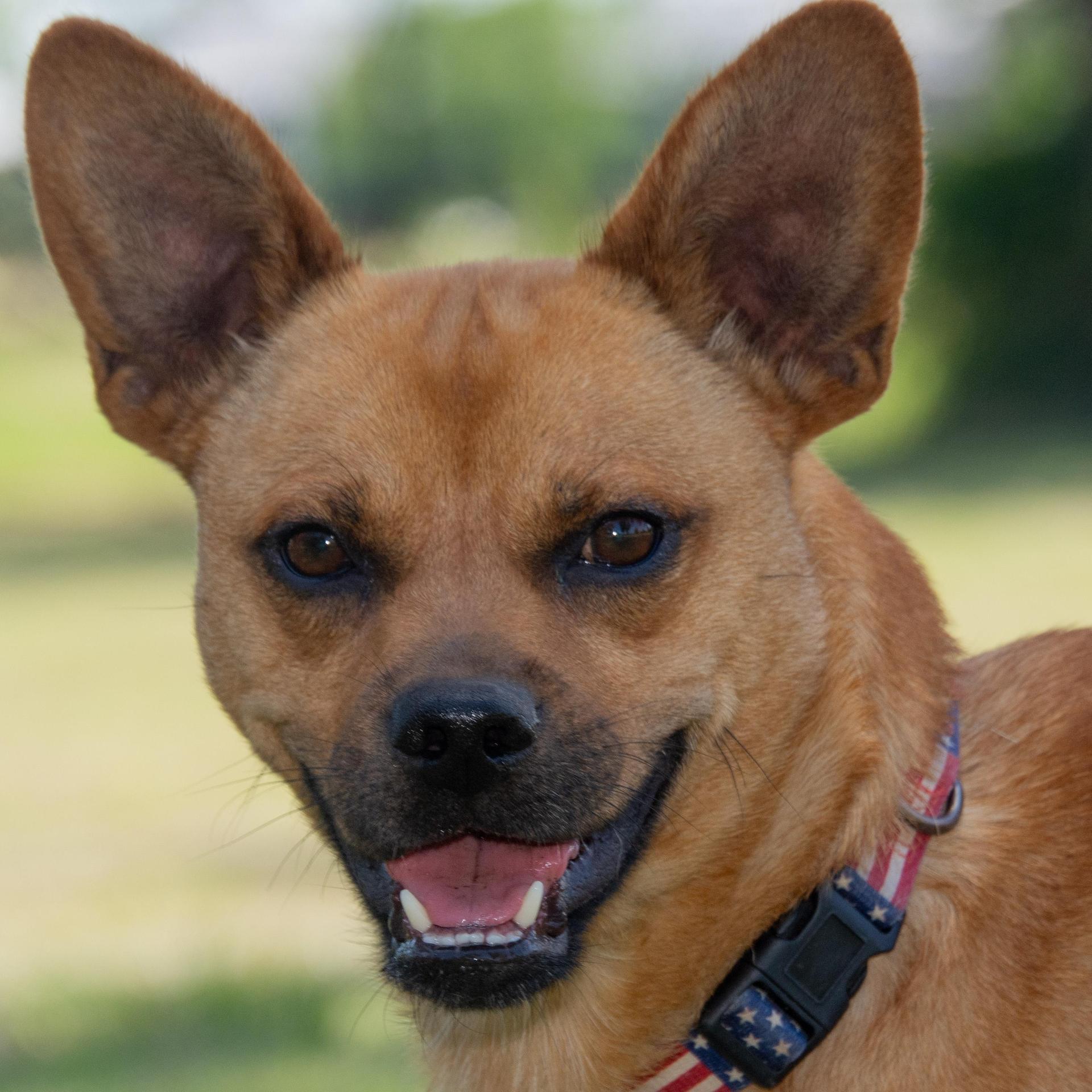 An adult small-sized male Red / Chestnut / Orange German Pinscher dog named Gumbo for adoption in Richmond, TX