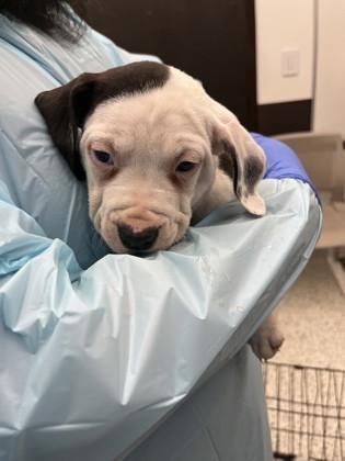 A baby small-sized male Mixed Breed dog named Erwhon for adoption in Atlanta, GA