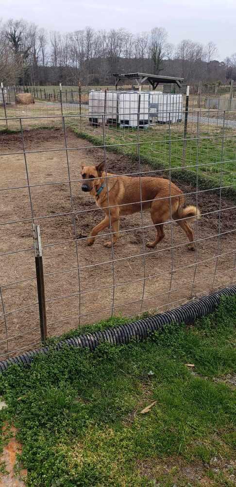 Tony Avengers Litter