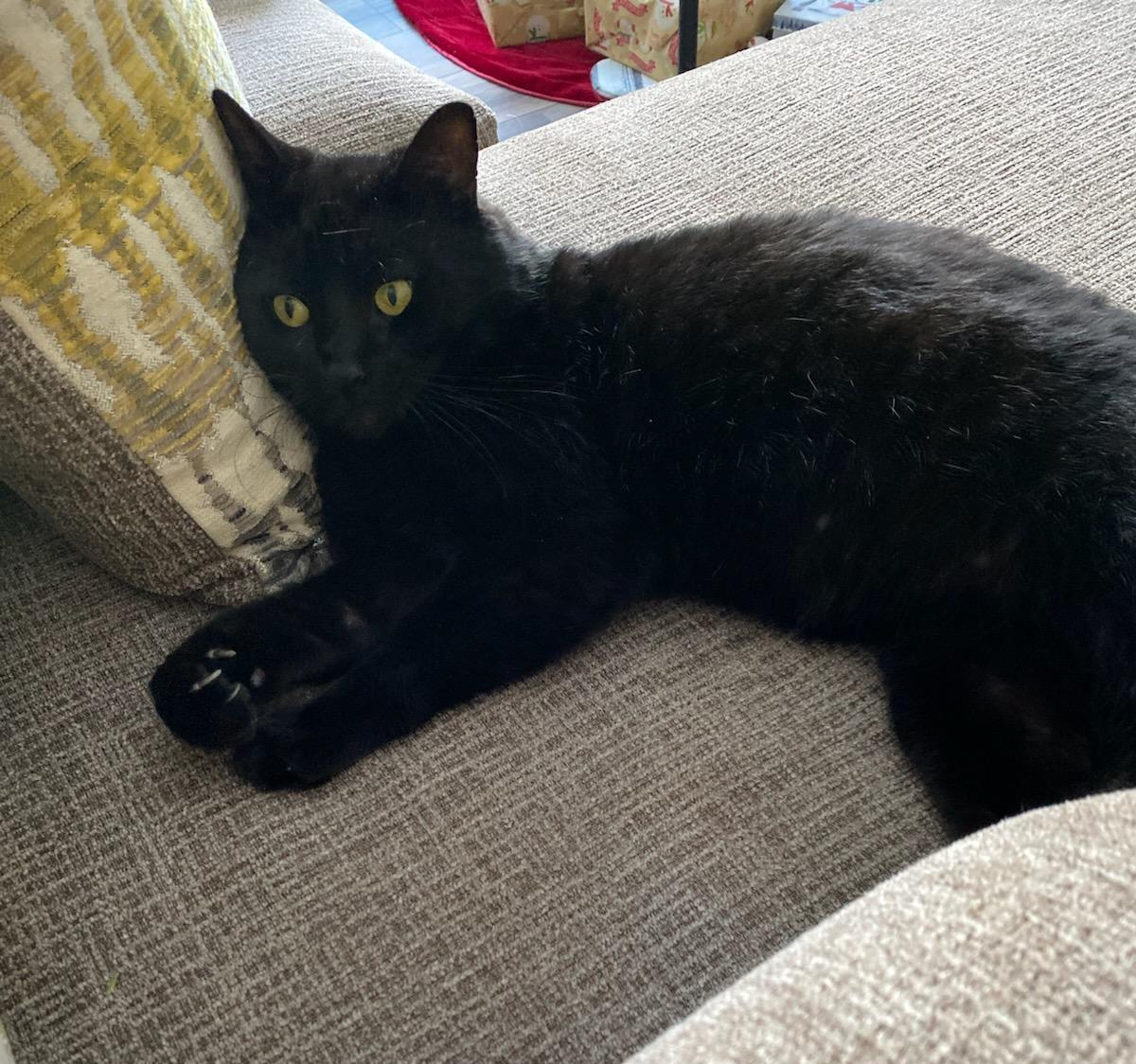 Percy Purrfect Velcro