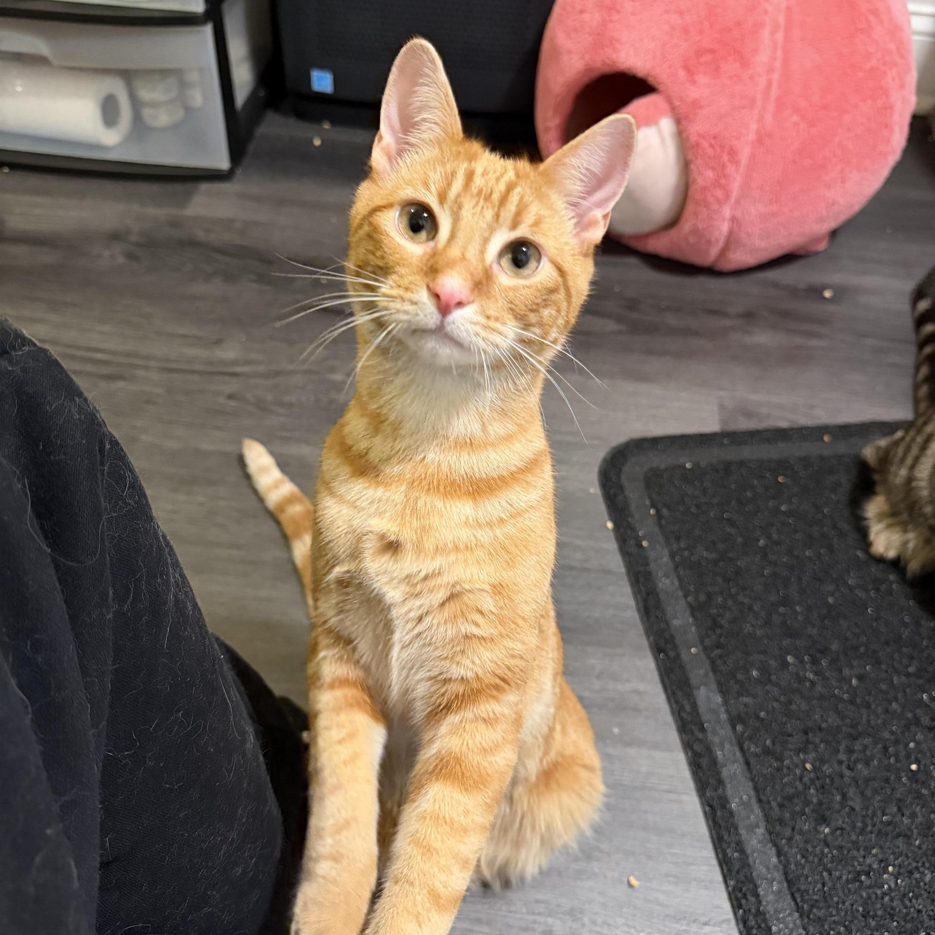 A baby medium-sized male Tabby (Orange / Red) Domestic Short Hair cat named Mango for adoption in Hamilton, NJ