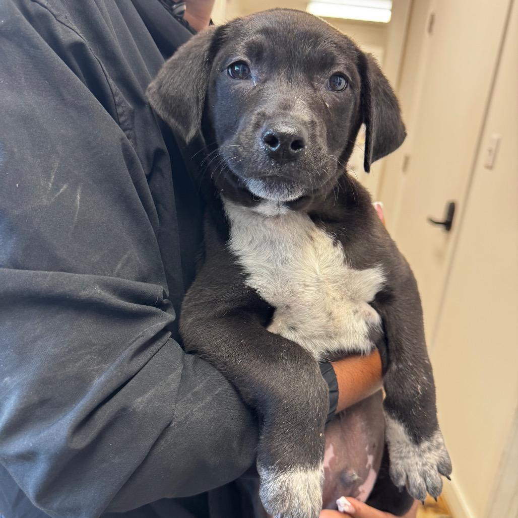 Pete Golding photo 1