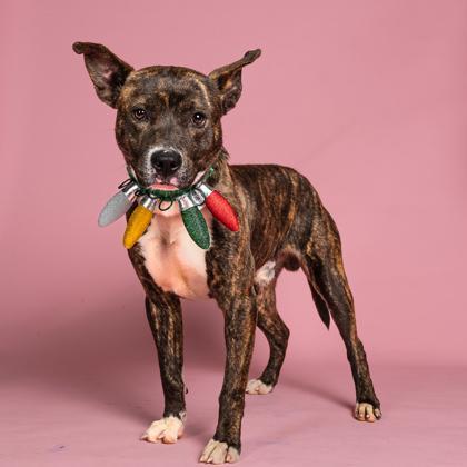 An adult medium-sized male Pit Bull Terrier dog named Genoa for adoption in Atlanta, GA