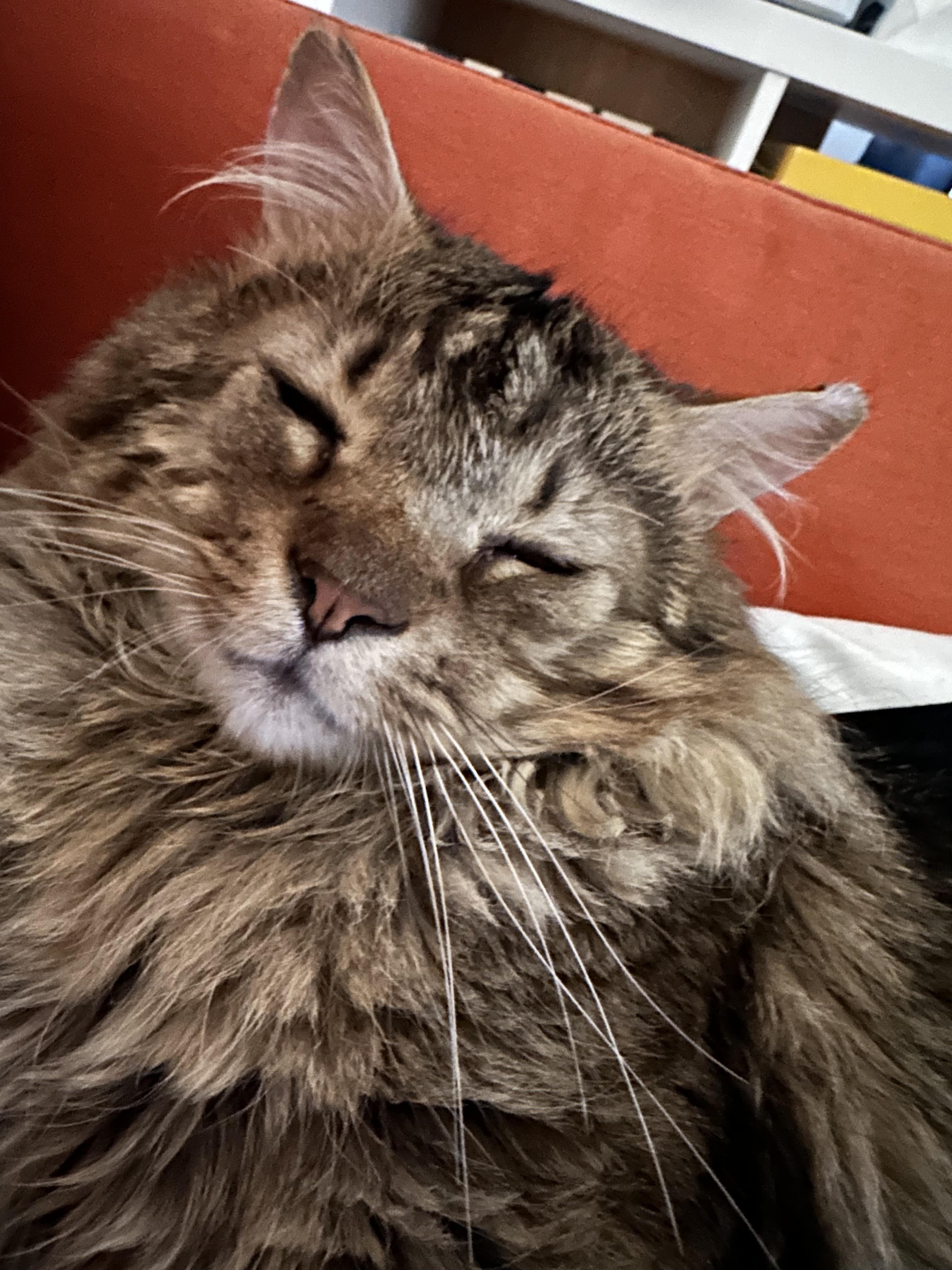 Special Enzo The Most