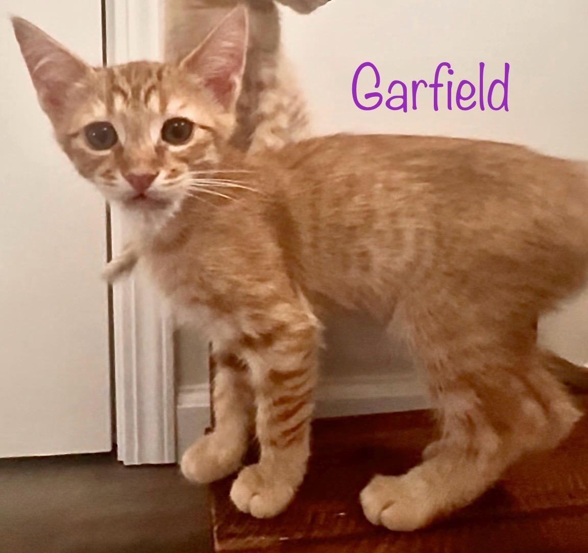 Garfield