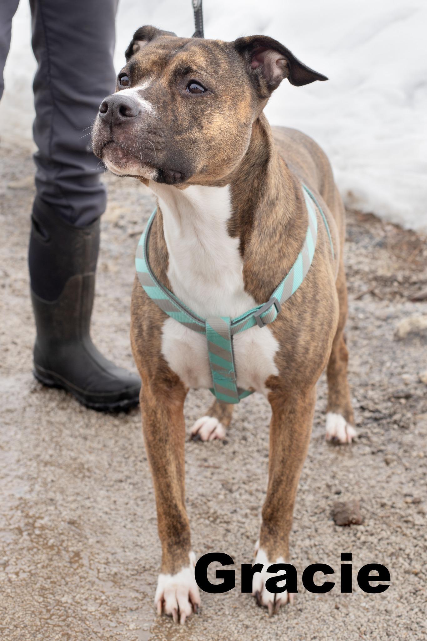 Gracie Is Bonded With