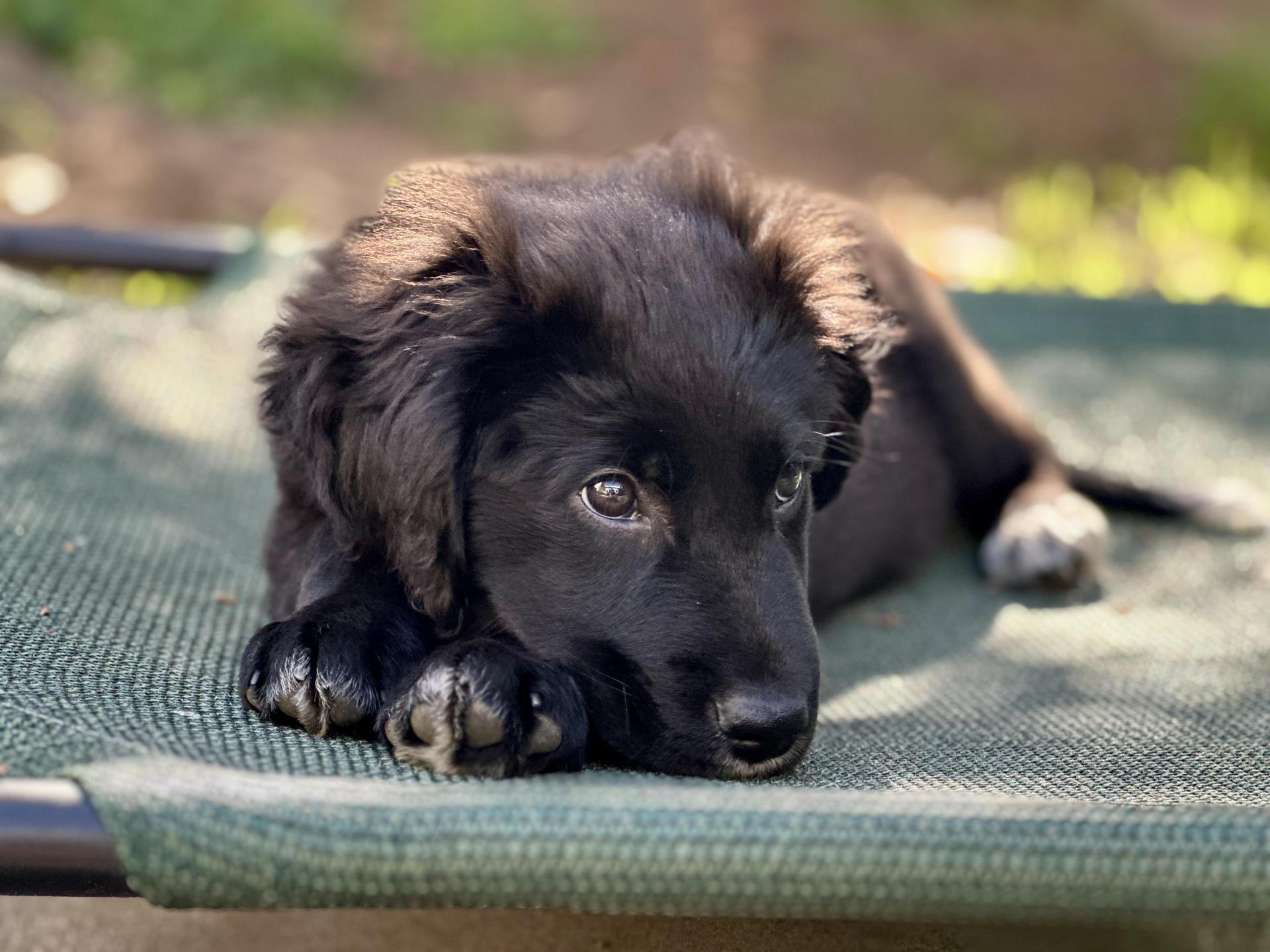 Ben And Jerry Litter_ben photo 1