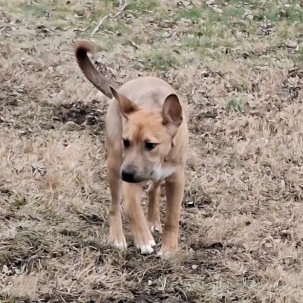 A young medium-sized male Brown / Chocolate Shepherd dog named Happy for adoption in Dayton, OH