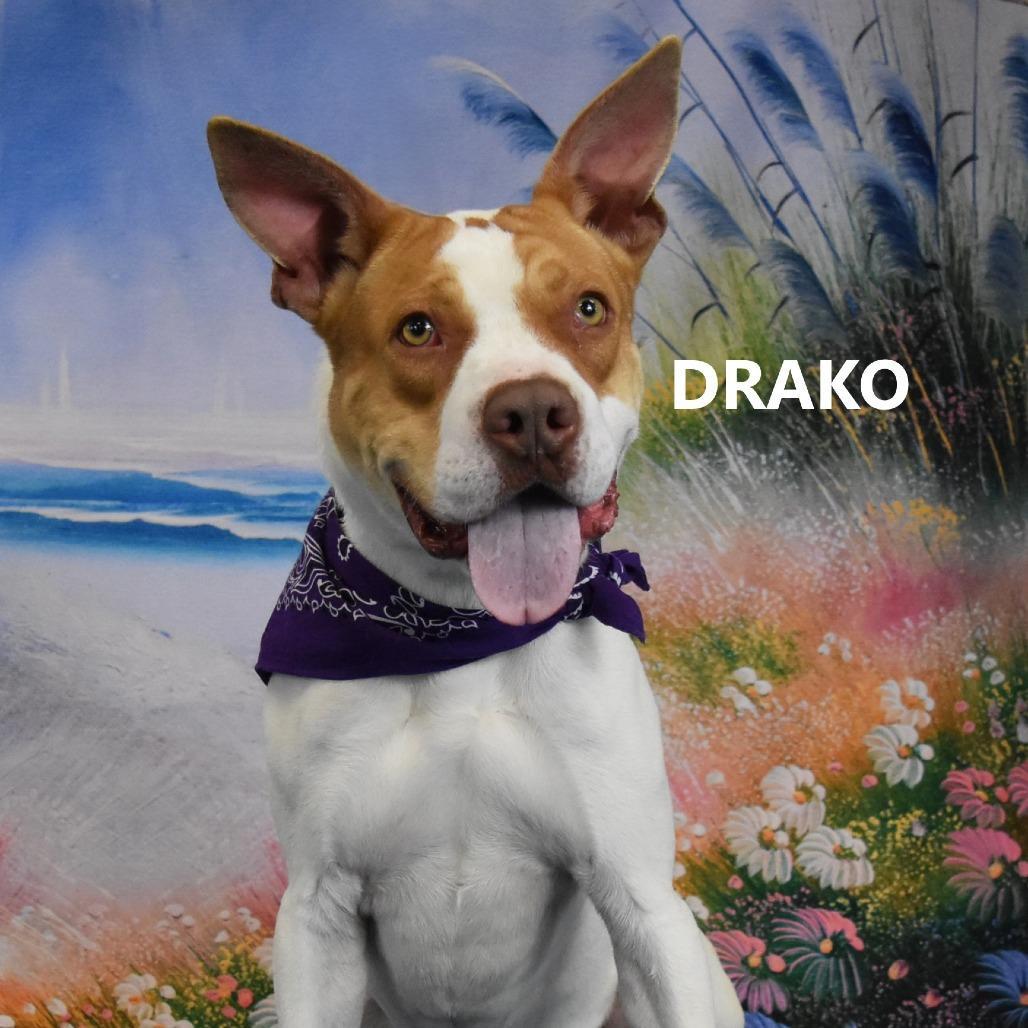 Drako