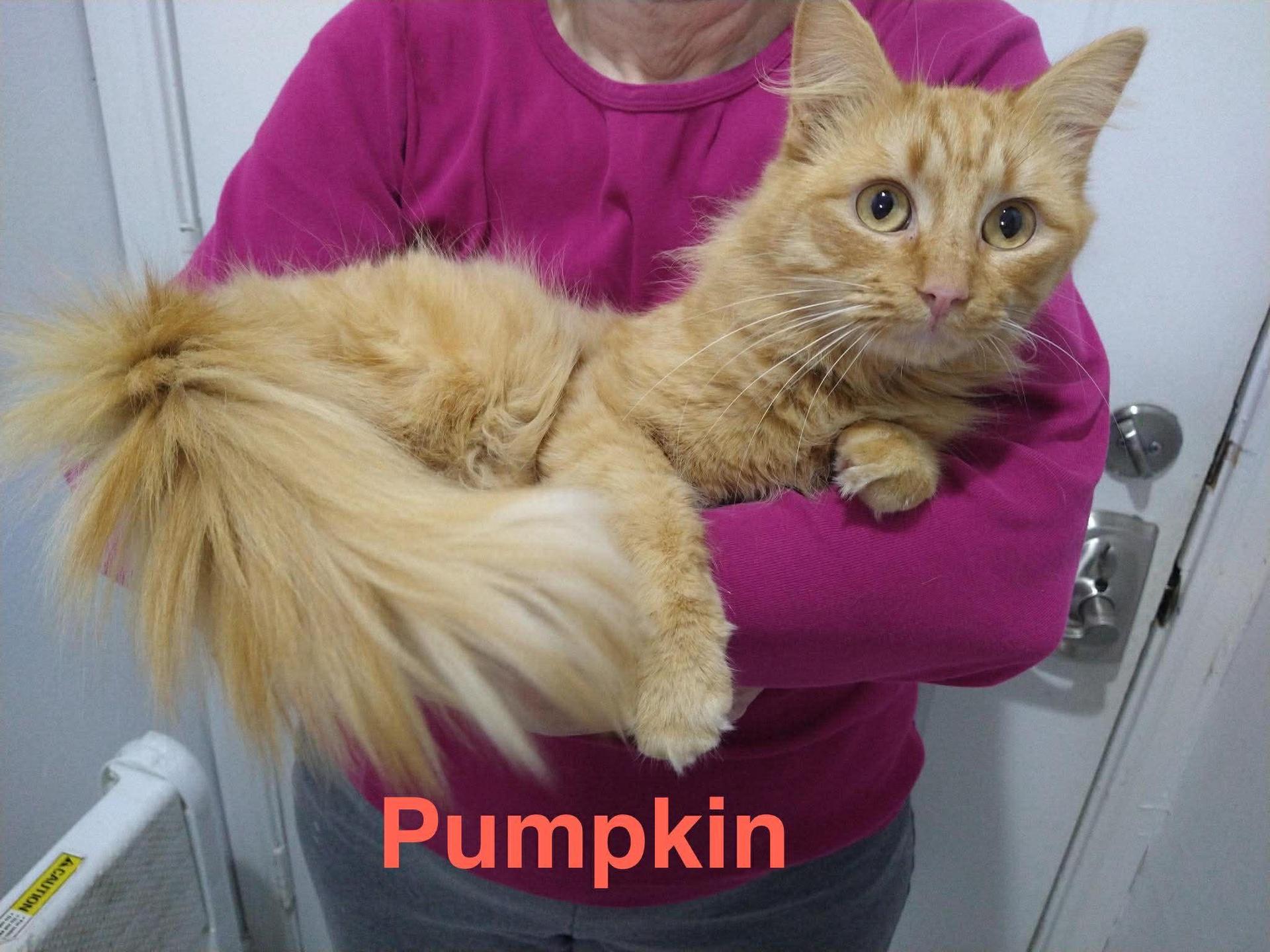 Pumpkin Playful And